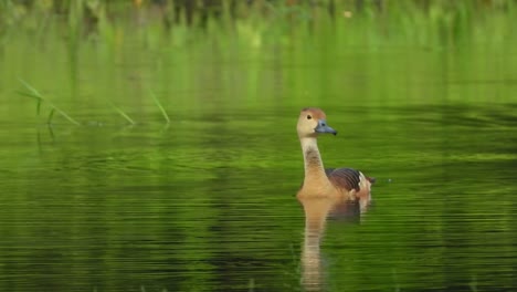 whistling-duck-chilling-on-water-mp4-4k