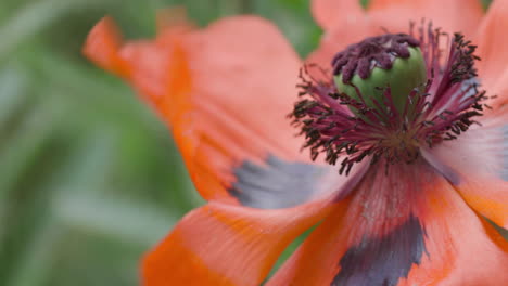 Macro-close-up-of-beautiful-red-Oriental-poppy-blown-by-wind,-static