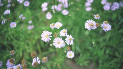 Schöne-Blumen-Von-Astern,-Die-Sich-Im-Wind-Auf-Der-Wiese-Am-Kitayama-Yuzengiku-In-Shiga,-Japan,-Wiegen