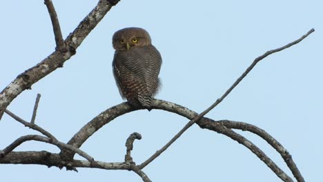 boreal-owl-pray-in-tree-UHD-4k-Mp4-