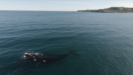Whale-mother-and-calf-breathing-on-the-calm-sea,-cliffs-mountain-on-the-background---Slowmo