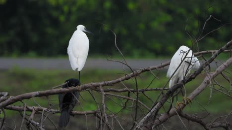 little-egrets-chilling-on-tree-UHD-Mp4-4k-