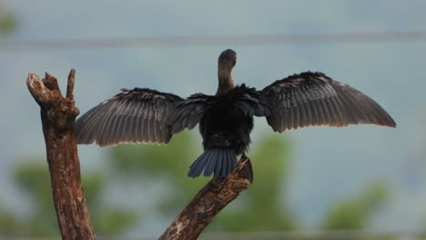 cormorant-Chilling-on-tree-UHD-mp4-$k