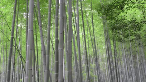 Hermoso-Bosque-De-Bambú-De-Kyoto