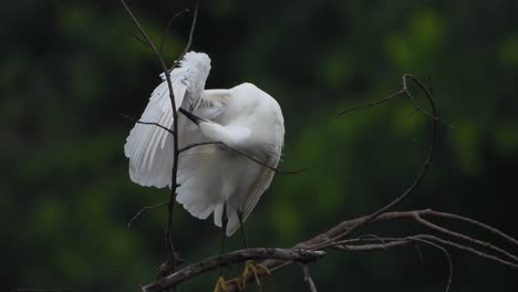 little-egret-Chilling-on-tree-UHD-Mp4-4k-