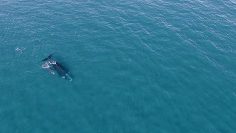 Two-Whales-in-the-immensity-of-the-ocean---Aerial-Wide-Shot