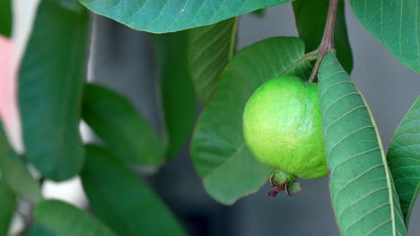 Nahaufnahme-Von-Weißen-Guava-Früchten,-Die-Am-Ast-Eines-Guavenbaums-Im-Garten-Hängen