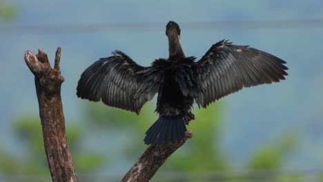 cormorant-Chilling-on-tree-UHD-Mp4-4k-