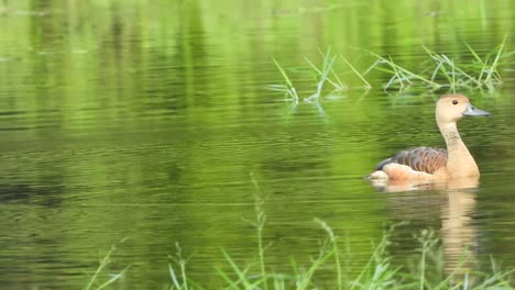 whistling-duck-in-lake-UHD--mp4-4k-