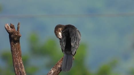 cormorant-chilling-on-tree-Mp4-4k-UHD-