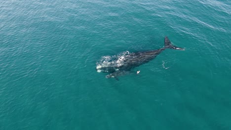 Baby-Whale-Breathing-next-to-the-Big-Mother-on-calm-waters---Wide-Aerial-Shot-Slowmotion