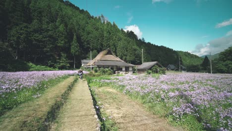 Girl-Walking-In-The-Field-Of-Beautiful-And-Blooming-Asters-With-A-Thatched-Hut-And-The-Green-Mountains-On-The-Background-In-Kitayama-Yuzengiku-In-Shiga,-Japan