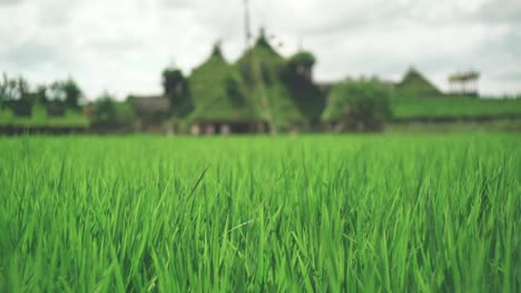 The-Lush-Green-Rice-Field-Swaying-In-The-Wind-With-The-La-Collina-On-The-Background-In-Shiga,-Japan