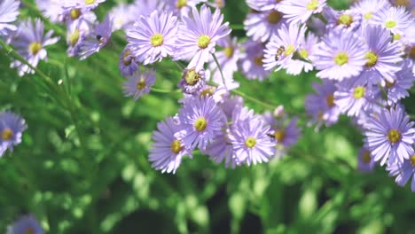 Honey-Bee-Hopping-From-One-Aster-To-Another-On-A-Sunny-Day-At-The-Kitayama-Yuzengiku-In-Shiga,-Kyoto,-Japan