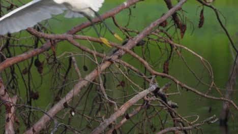 Little-egret-in-tree-UHD-Mp4-4k-
