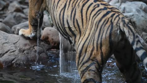 A-Slow-Motion-shot-of-a-Bengal-Tiger-getting-out-the-water---walking-out-the-frame