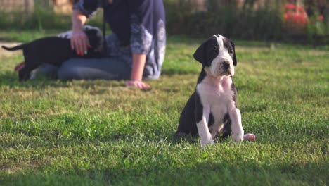 Purebred-Great-Dane-puppy-sitting-alone-in-a-green-field