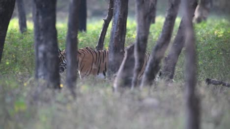 Una-Toma-Amplia-Siguiendo-A-Un-Tigre-De-Bengala-Adulto-Caminando-Por-El-Bosque-En-El-Parque-Nacional-Ranthambhore,-India