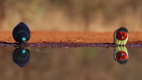A-close-full-body-shot-of-a-Cape-Glossy-Starling-and-a-Black-Collared-Barbet-and-their-reflections-while-drinking,-Greater-Kruger