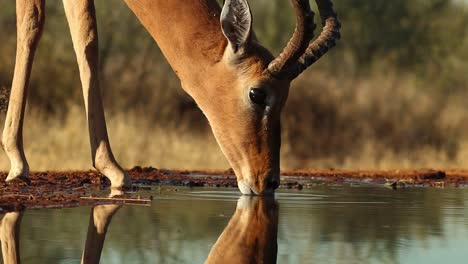A-close-up-of-a-male-Impala's-face-while-drinking