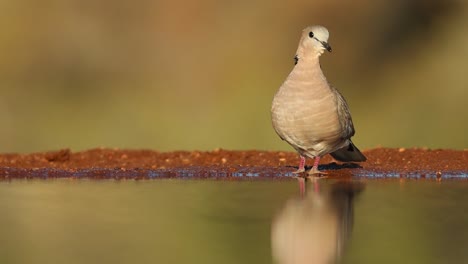 A-close-full-body-shot-of-a-Cape-Turtle-Dove-drinking,-filmed-from-an-underground-hide,-Greater-Kruger