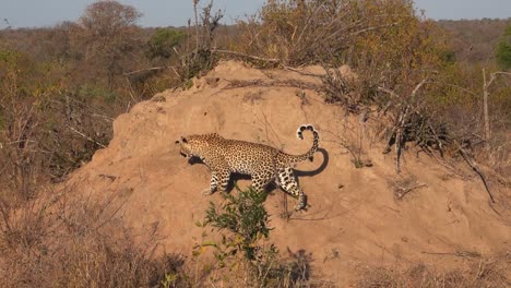 A-wide-shot-of-an-adult-leopard-walking-up-a-termite-mound-in-the-Greater-Kruger