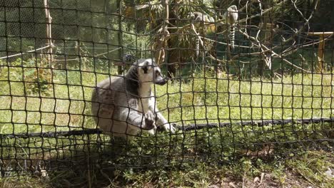 Lemur-En-Cautiverio-Tratando-De-Salir-De-Su-Recinto