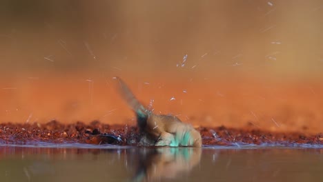 A-close-full-body-shot-of-a-Blue-Waxbill-taking-a-bath-in-a-waterhole,-Greater-Kruger