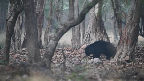 A-wide-shot-tracking-a-Sloth-Bear-as-we-walks-through-the-forest-in-India's-wilderness