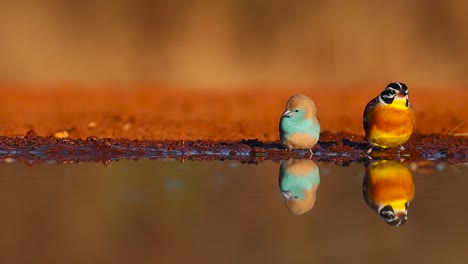 A-wide-shot-of-Blue-Waxbills-and-a-Golden-breasted-Bunting-and-their-reflections-while-drinking,-Greater-Kruger
