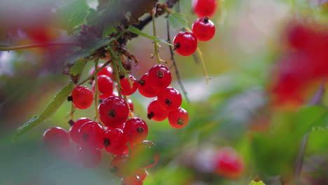 Red-Currant-Branch-in-Nordic-garden,-close-up
