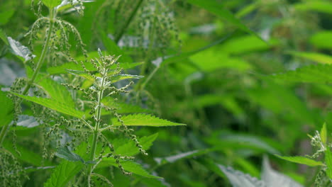 Close-Up-Stinging-Nettle-in-Spring-Moving-With-Light-Breeze-Medicinal-Plant
