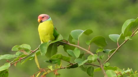 Red-head-parrot-Uhd-4k-mp4-