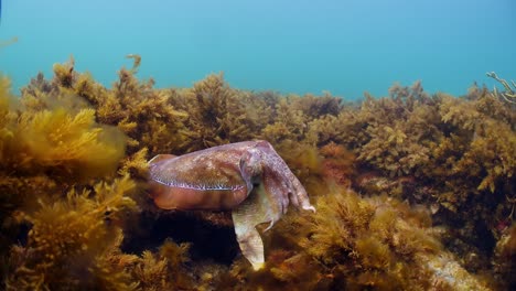 Giant-Australian-Cuttlefish-Sepia-apama-Migration-Whyalla-South-Australia-4k-slow-motion,-mating,-laying-eggs,-fighting,-aggregation,-underwater