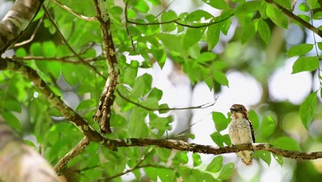 Banded-Kingfisher,-Lacedo-pulchella