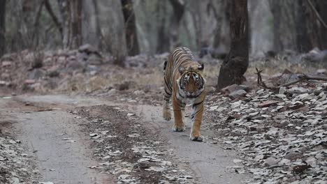 Eine-Weite-Aufnahme-Eines-Bengalischen-Tigers,-Der-Die-Unbefestigte-Straße-Im-Wald-Von-Indien-In-Richtung-Der-Kamera-Hinuntergeht