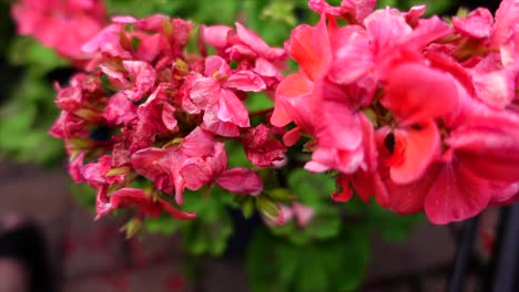 Close-up-of-red-pelargonium-on-a-summer-day,-no-persons