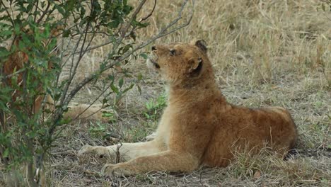 A-close-full-body-shot-of-a-Lion-cub-laying-and-chewing-a-branch,-Greater-Kruger
