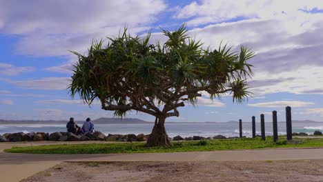 Pandanas-Palm-Tree-With-Couple-Sitting-On-The-Beach-Coast-During-Summer---Surfing-At-Crescent-Head---Sydney,-NSW,-Australia