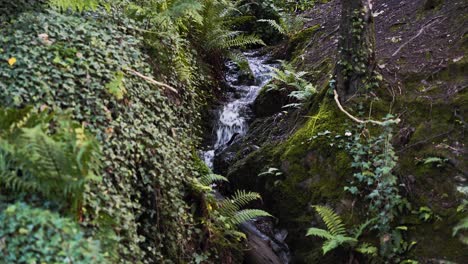Static-shot-looking-upstream-at-small-waterfall-in-forest