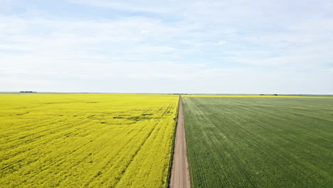 Magnificent-Landscape-Of-Canola-And-Wheat-Fields-In-Saskatchewan,-Canada-In-Springtime---tilt-down-shot