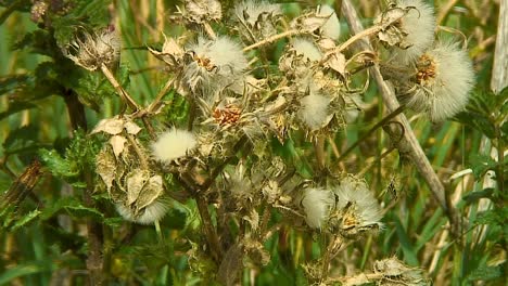 Seeds-of-the-Prickly-Sow-Thistle-Sonchus-asper-growing-on-a-grass-verge-in-Rutland,-England