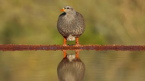 A-close-full-body-shot-of-a-Swainson's-Spurfowl-while-drinking-and-showing-its-reflection-in-the-water,-Greater-Kruger
