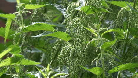 Stinging-Nettles-blowing-in-breeze-outdoors,-close-up-shot