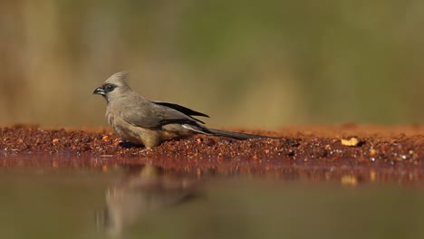 A-close-full-body-shots-of-Speckled-Mousebirds-and-a-Dark-capped-Bulbul-drinking-from-a-waterhole,-Greater-Kruger