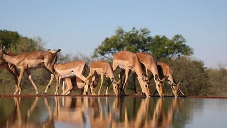 A-low-angle-wide-shot-of-a-herd-of-Impalas-drinking-from-a-waterhole,-Greater-Kruger-National-Park