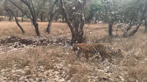 Ein-Weitschuss,-Der-Einen-Bengalischen-Tiger-Verfolgt,-Während-Er-Durch-Den-Trockenen-Wald-Von-Indien-Geht