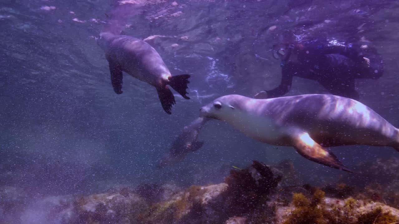 Premium stock video - Australian sea lions neophoca cinerea hopkins