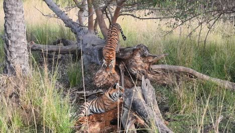 Two-juvenile-Bengal-Tigers-playing-in-the-forest-of-Ranthambhore-National-Park,-India
