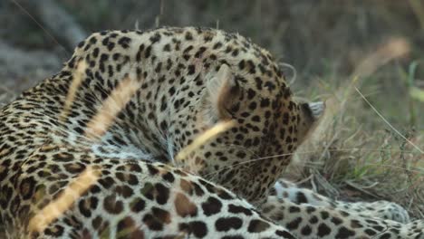 Eine-Mittlere-Aufnahme-Eines-Erwachsenen-Leoparden,-Der-Sich-In-Der-Wildnis-Des-Größeren-Krüger-Pflegt